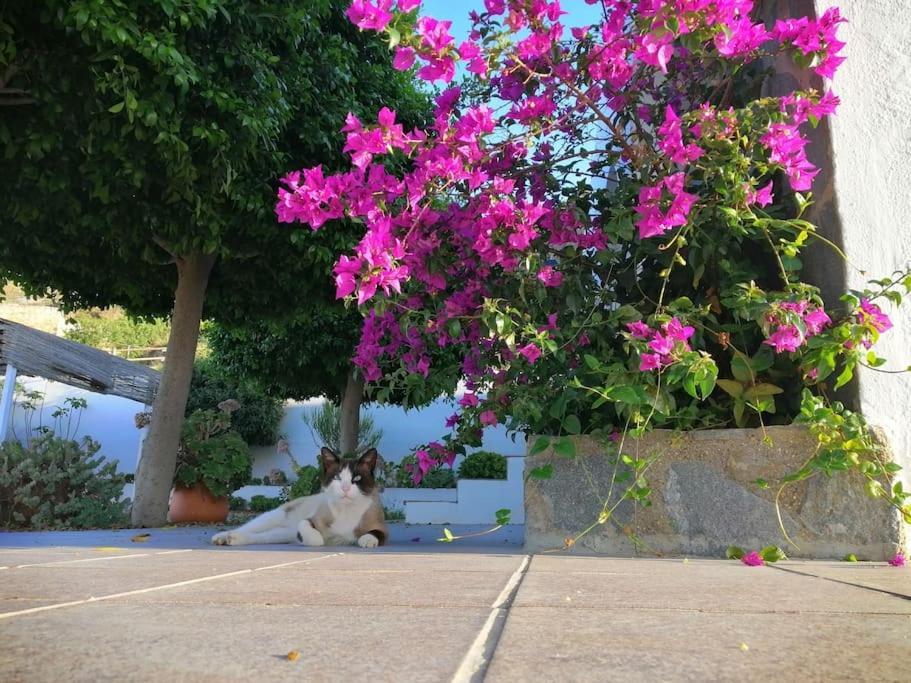 루카이네나데라토레스 Casa Jardin. Vivienda Rural En Zona Tranquila. 빌라 외부 사진